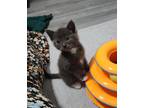 Adopt Blue a Gray or Blue Domestic Mediumhair / Mixed (medium coat) cat in