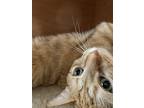 Adopt Simba a Orange or Red Tabby / Mixed (short coat) cat in Pleasanton