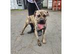 Adopt Maverick a Presa Canario / Mixed dog in POMONA, NY (41474035)