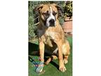 Adopt Nala a Tan/Yellow/Fawn Boxer / Mixed dog in Inglewood, CA (40455532)