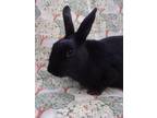 Adopt Ms. Maple a Black Polish / Mixed (short coat) rabbit in Santa Barbara