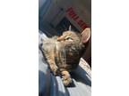 Adopt Cali a Brown Tabby American Shorthair / Mixed (short coat) cat in Dallas