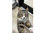 Adopt Buzz a Brown Tabby Domestic Mediumhair (medium coat) cat in Colmar