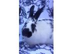 Adopt Alice a White Rhinelander / Mixed (short coat) rabbit in Santa Barbara