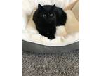 Adopt Honey a All Black Domestic Mediumhair / Mixed (medium coat) cat in