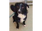 Adopt Humdinger a Border Collie / Mixed dog in Birdsboro, PA (41472639)