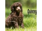 Quincey Moyen