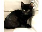 Adopt REDONDO a All Black Domestic Shorthair (short coat) cat in Glendale