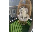 Adopt Jessie a White Samoyed / Samoyed / Mixed dog in Hermosa Beach