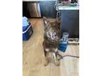 Adopt Apollo a Red/Golden/Orange/Chestnut Shepherd (Unknown Type) / Mixed dog in