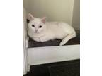 Adopt Duchess a White Russian Blue / Mixed (medium coat) cat in Brighton