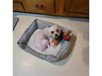 Adopt Colter a White Bichon Frise / Mixed dog in Hinckley, IL (41474335)