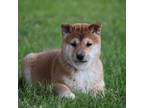 Shiba Inu Puppy for sale in Platteville, WI, USA
