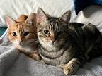 Adopt Ginger and Pickles a Gray, Blue or Silver Tabby Domestic Shorthair / Mixed