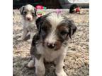 Mutt Puppy for sale in Watertown, MN, USA