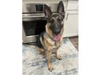 Adopt Suki a Black - with Tan, Yellow or Fawn German Shepherd Dog / Belgian