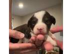 Mutt Puppy for sale in Watertown, MN, USA
