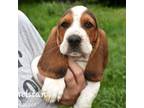 Basset Hound Puppy for sale in Macks Creek, MO, USA