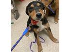 Adopt RAMBO a Black Black and Tan Coonhound / Mixed dog in Bakersfield