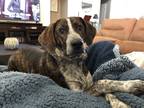 Adopt Millie a Brindle Mutt / Mixed dog in Murfreesboro, TN (40768097)