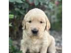 Golden Retriever Puppy for sale in Fairview, KS, USA
