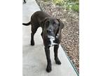 Adopt Lisa a Brown/Chocolate - with Black Labrador Retriever / Mixed dog in
