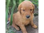 Golden Irish Puppy for sale in Fairview, KS, USA