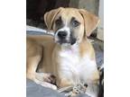 Adopt Rosie a Tan/Yellow/Fawn - with White Foxhound / Black Mouth Cur / Mixed