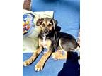 Adopt Peony a Tricolor (Tan/Brown & Black & White) Foxhound / Black Mouth Cur /