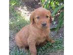 Golden Retriever Puppy for sale in Fairview, KS, USA