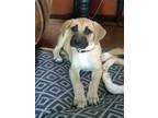 Adopt Willow a Tricolor (Tan/Brown & Black & White) Foxhound / Black Mouth Cur /