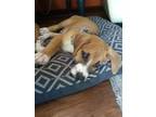 Adopt Waylon a Foxhound / Black Mouth Cur / Mixed dog in Hillsboro
