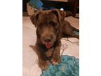 Adopt Luna a Gray/Silver/Salt & Pepper - with White Terrier (Unknown Type