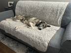 Adopt Orla a Mixed Breed (Large) / Mixed dog in Fenton, MO (41474054)