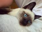 Adopt Zoey a White Siamese / Mixed (short coat) cat in Miami, FL (41474111)