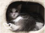 Adopt Mary a Domestic Mediumhair / Mixed (medium coat) cat in St.