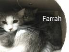 Adopt Farrah a Domestic Mediumhair / Mixed (medium coat) cat in St.