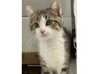 Adopt Hamburglar a Domestic Shorthair / Mixed (short coat) cat in St.