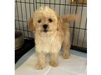 Adopt ARIEL a Red/Golden/Orange/Chestnut Maltipoo / Miniature Poodle / Mixed dog