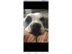Adopt KIMBER a Black - with White American Pit Bull Terrier / Mixed dog in