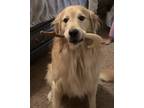 Adopt Maui a Red/Golden/Orange/Chestnut - with White Golden Retriever / Mixed