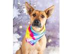 Adopt Scooby a Tan/Yellow/Fawn - with Black Mutt / Chow Chow / Mixed dog in