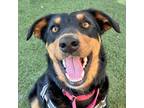 Adopt Juno a Australian Shepherd / Mixed dog in Walnut Creek, CA (41473056)