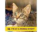 Adopt Granola a Domestic Shorthair / Mixed cat in Walnut Creek, CA (41474294)