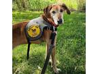 Adopt Lolo a Labrador Retriever / Mixed dog in Des Moines, IA (41470836)