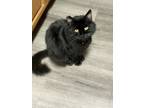 Adopt Reggie a All Black Domestic Longhair / Mixed (long coat) cat in Alta Loma