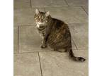 Adopt Luna a Tortoiseshell Tabby / Mixed (short coat) cat in Roseville