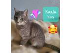 Adopt Koala a Gray, Blue or Silver Tabby Domestic Shorthair / Mixed (short coat)