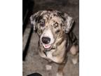 Adopt Bandit a Brindle - with White Australian Shepherd / Mixed dog in Mesa
