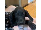 Great Dane Puppy for sale in Green Sea, SC, USA